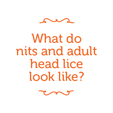 What do nits and adult head lice look like?